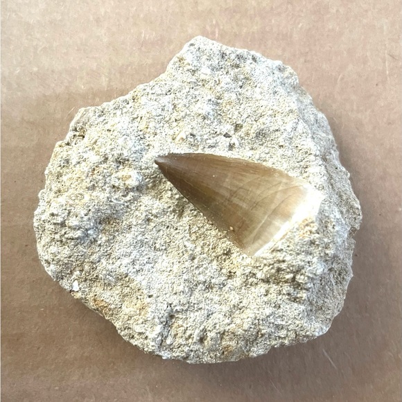 Fossil - Mosasaurus tooth fossil - Picture 7 of 8